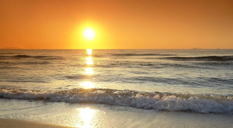 五種神奇的荷花梗與何首烏茶的功效，你不知道的健康秘密