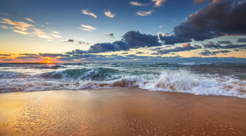 柴犬的魅力：揭開這種受歡迎犬種的七大秘密