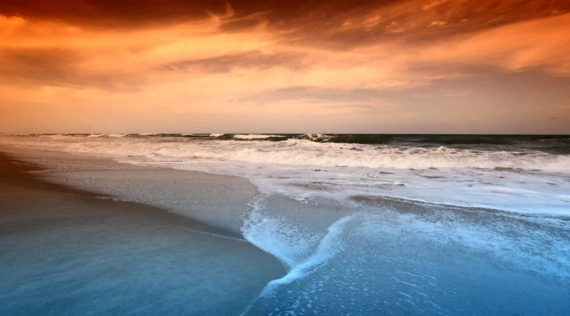 波蘭低地牧羊犬的壽命揭秘：如何延長你的狗狗生命的五個關鍵因素