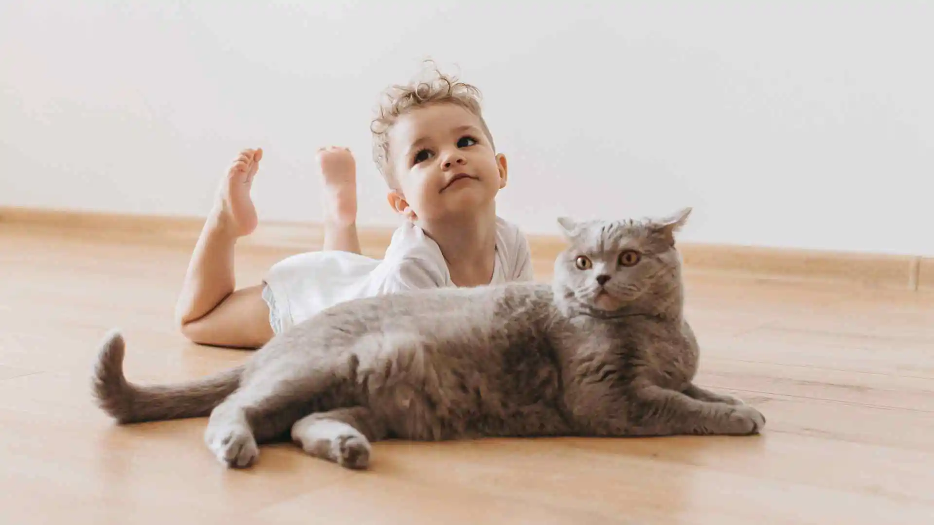 解密貓咪夜半嚎叫的六大原因，讓你輕鬆擁有安靜的夜晚