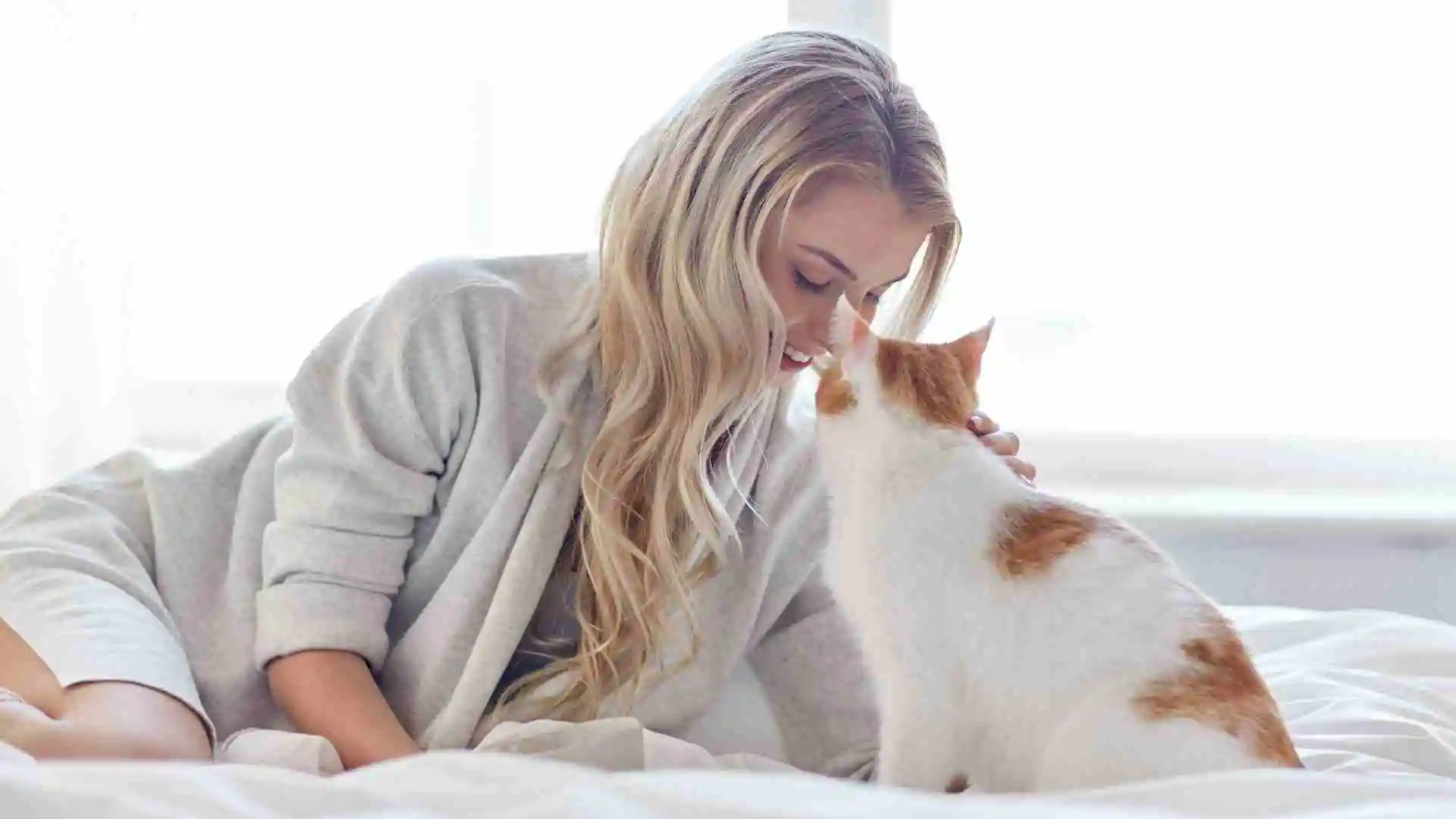 貓咪飲食的五大迷思:你是否也在誤區中?