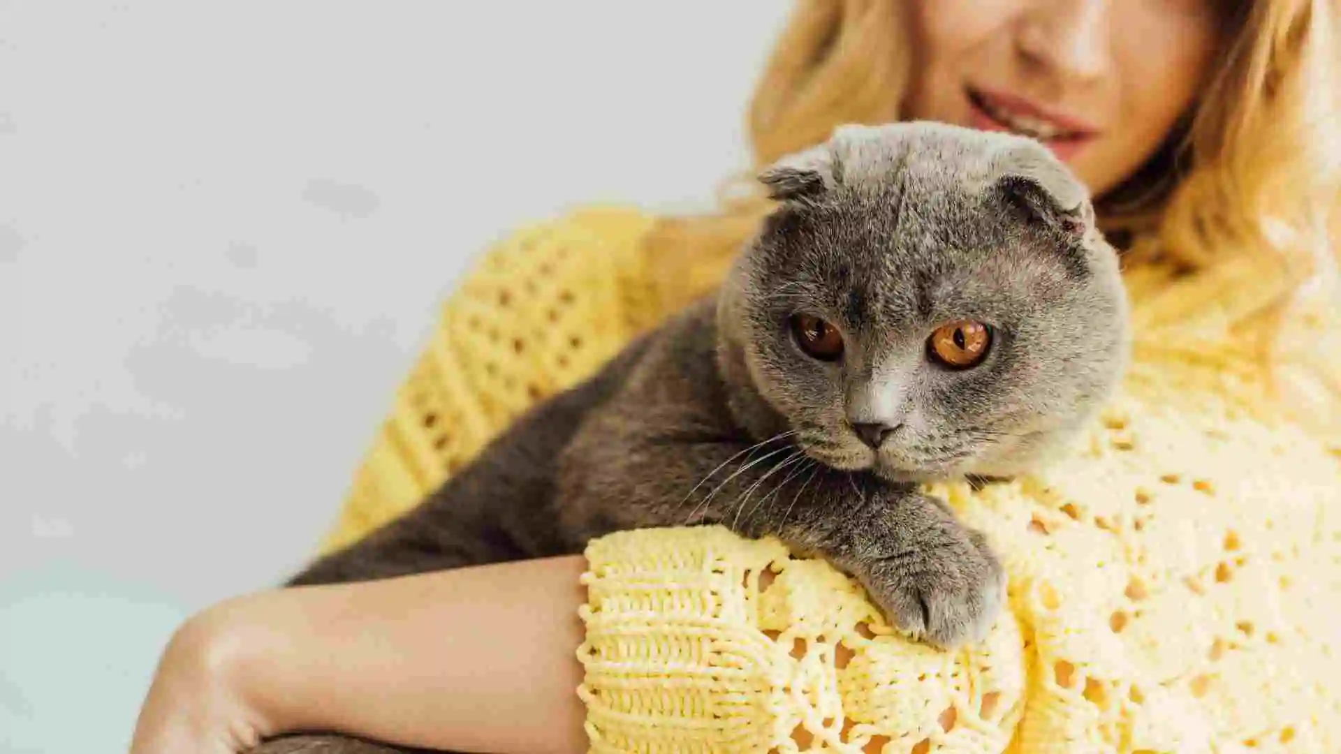 貓咪的歷史：從捕鼠者到家庭伴侶的奇妙旅程