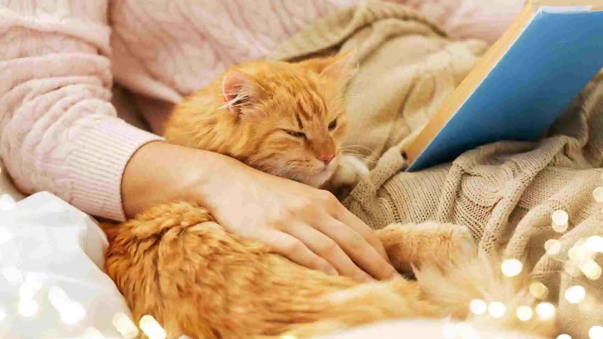 貓咪飲食指南:五個秘密讓你的貓健康成長