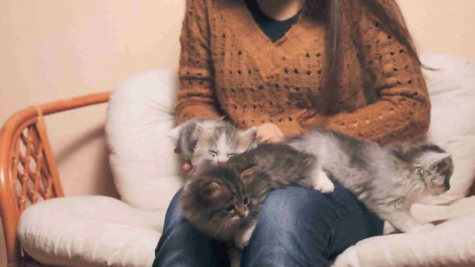 貓咪厭食的秘密：五種美味食譜讓你的毛孩重新開胃