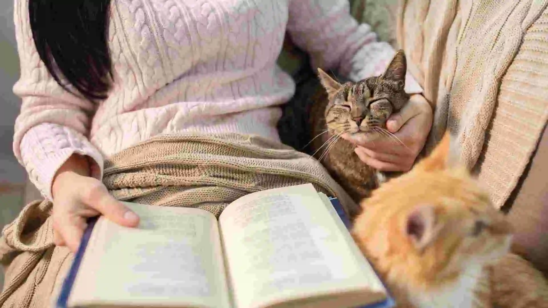 貓咪為何不懂笑話?揭開貓狗幽默感的神秘面紗