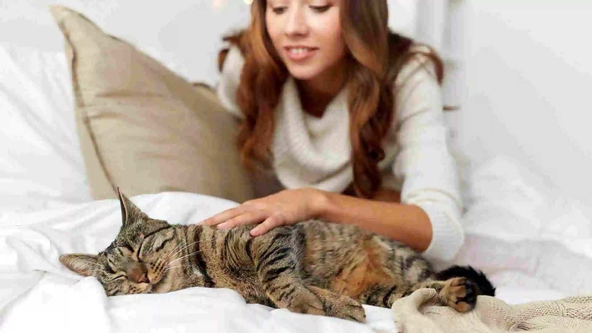 養波斯貓的必知要點：讓你成為貓咪的最佳守護者