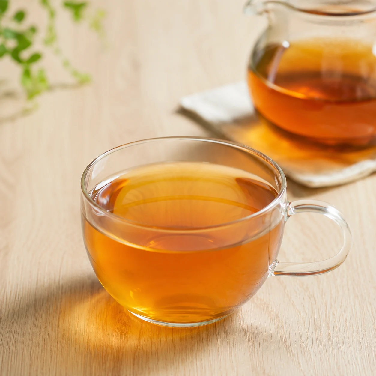 決明子補水茶